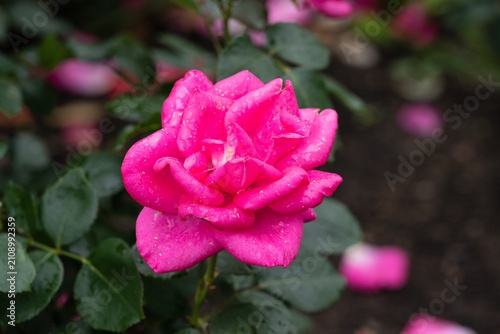 Schilderij op canvas Bright pink Rosa Caprice de Meilland flower with raindrops on petals and dark gr