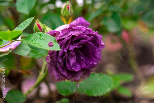 Foto Purple Rosa Rhapsody in Blue flower with raindrops on petals and green foliage a