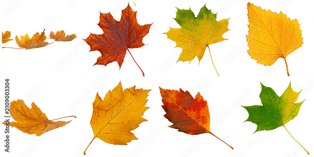 Fototapeta premium a captivating photograph of vibrant autumn leaves in various hues, including red, yellow, and green, isolated on black.