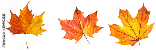 Photos beautiful vibrant autumn maple leaves displaying stunning orange, red, and yellow hues against black backdrop