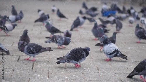 Pigeons gather in a public square during daytime