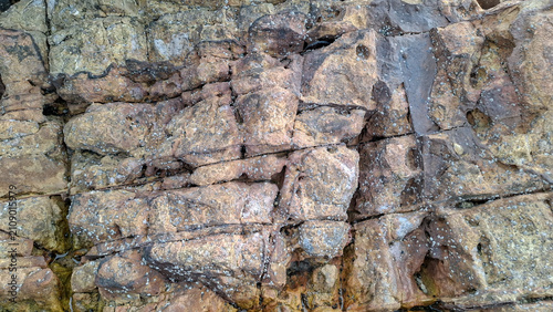 Photos Detailed top view macro shot of cracked, weathered coastal rock surface covered in small marine barnacles and natural mineral textures