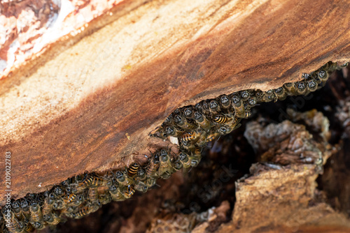 Close Up of Honey Bees Gathering Inside Wild Beehive in Tree Trunk, Honey Bee Colony on Natural Wooden Hive Close Up Macro Background, 