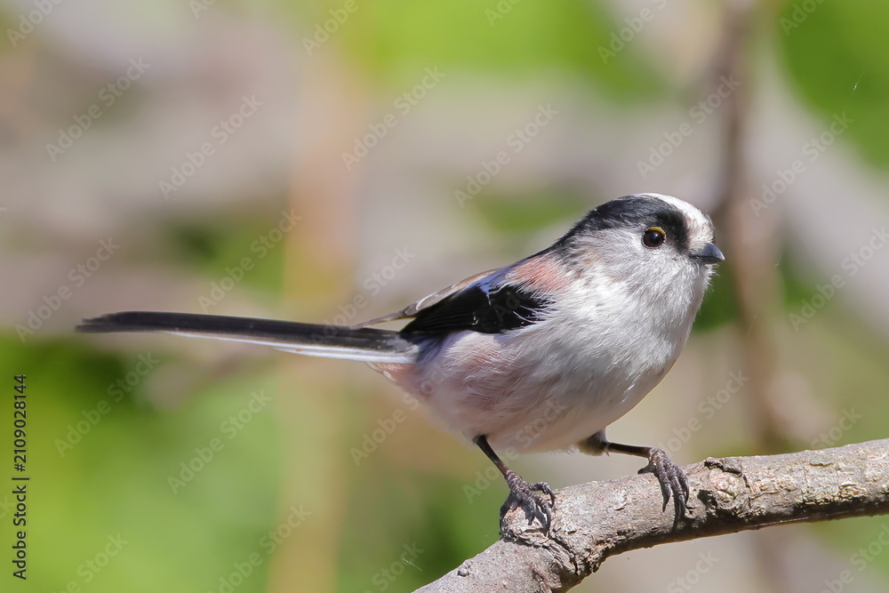 Fototapeta premium 尾羽の長い鳥エナガ(Long-tailed Tit)