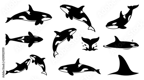Canvastavla Orca Whale Silhouette Vector Collection for Marine Wildlife Designs