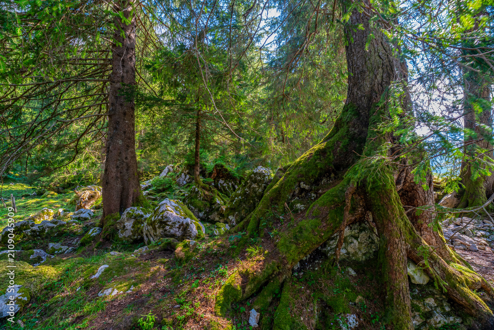 Fototapeta premium Landschaft im Appenzeller Land