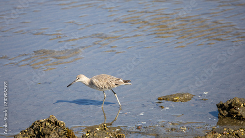 A wadding willed looking for food on the seashore.