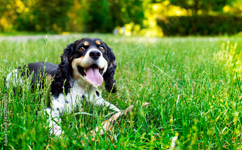 English Cocker Spaniel dog lying in the park. The dog looks out of the green grass. Training. The photo is horizontal and blurred.