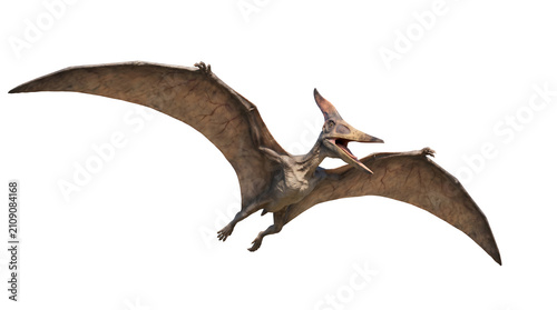Realistic pteranodon flying dinosaur illustration isolated on a white background