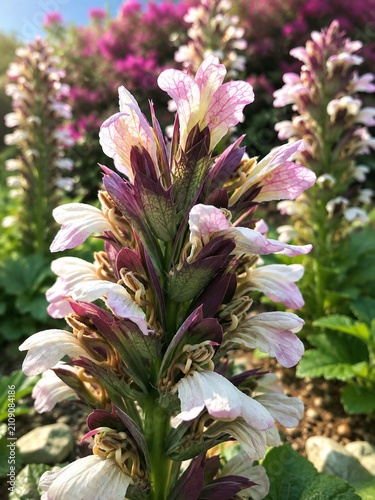 Delicate Pink and White Bear's Breeches (Acanthus) Flower Close-Up with Soft Bokeh Garden Background