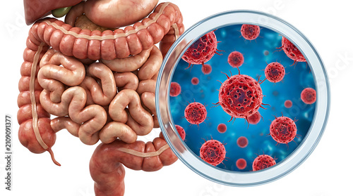Human Digestive System and Microscopic Red Pathogens