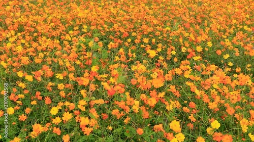 Vibrant orange and golden yellow sulfur cosmos field. High-angle, full-frame floral texture backdrop of blooming wildflowers in a natural meadow. Ideal for commercial, summer, and botanical designs.