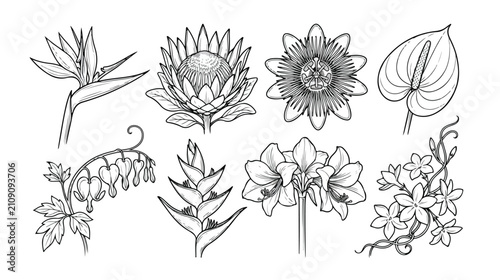 Bild auf Leinwand Vintage tropical flower line art collection, 8 black and white botanical vector