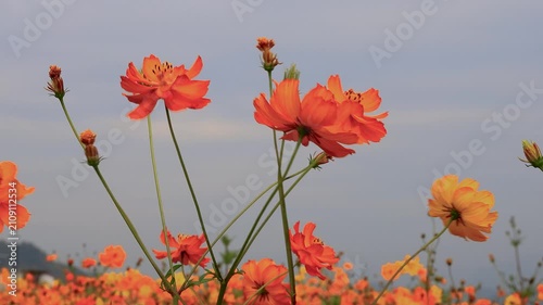 Vibrant orange Cosmos field swaying in the breeze against blue sky clouds. Beautiful summer landscape for nature, floral advertisement, agriculture, and outdoor video concepts.