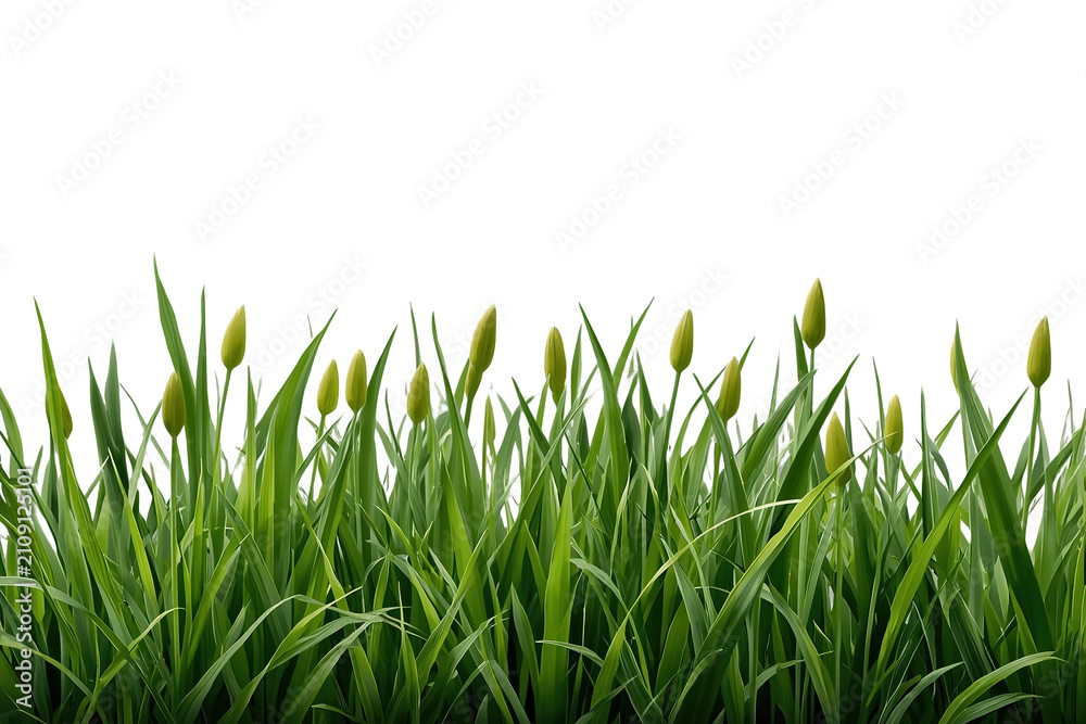 Fototapeta premium Lush green grass and budding yellow flowers growing, ushering in spring, isolated on transparent background
