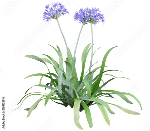 Фотография Agapanthus africanus Isolated PNG, Blue Flowering Ornamental Clump, Transparent
