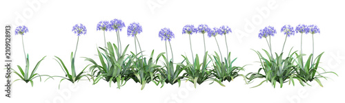 Cuadro en lienzo Agapanthus africanus Isolated PNG, Blue Flowering Landscape Border, Transparent