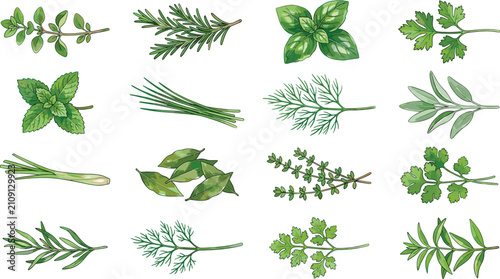 Foto Set of fresh culinary herbs vector illustrations featuring rosemary basil mint p