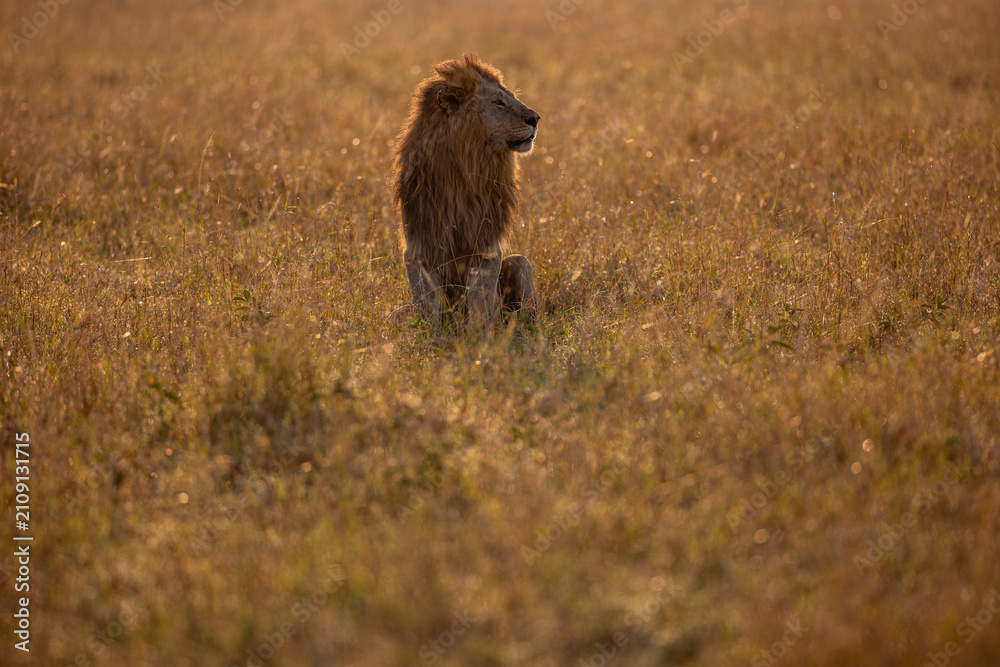 Fototapeta premium Male African lion in golden Maasai Mara grassland
