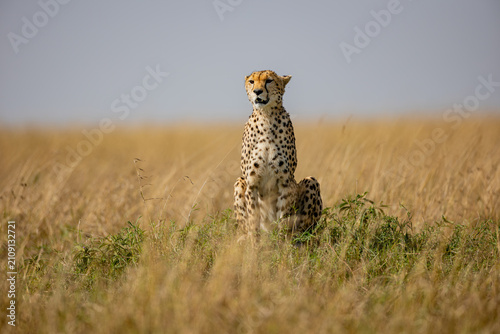 Alert cheetah sitting in Maasai Mara grassland