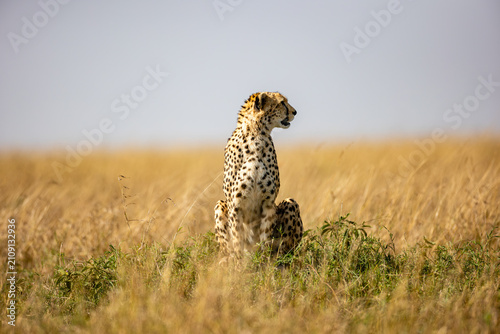 Alert cheetah sitting in Maasai Mara grassland