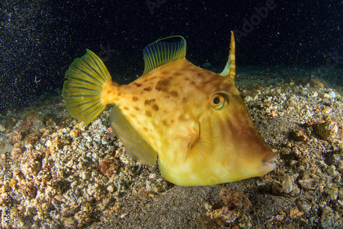 A yellowish fish looks at us curiously out of the corner of its eye in the night sea