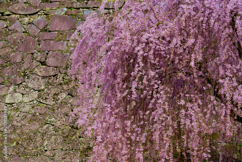Beautiful pink cherry blossoms blooming by the stone wall in spring.
