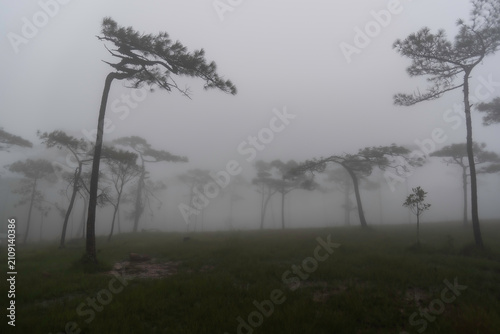 Phu Soi Dao National Park in the rainy season with mist covering the trees and forest has a beautiful and refreshing nature. Located in Thailand