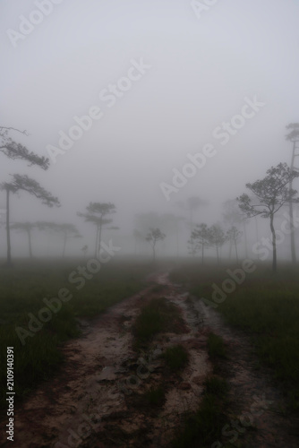 Phu Soi Dao National Park in the rainy season with mist covering the trees and forest has a beautiful and refreshing nature. Located in Thailand