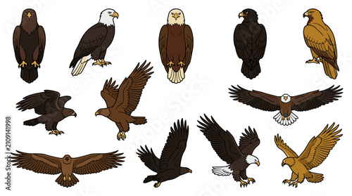 Various Illustrations of Different Eagle Species in Flight and Perched.