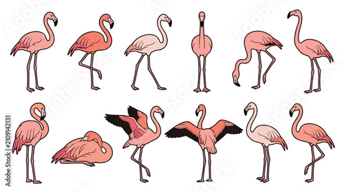 Various Poses of Colorful Flamingos in Different Styles.