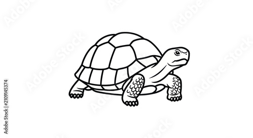Fotografie Detailed tortoise outline showing shell patterns and texture