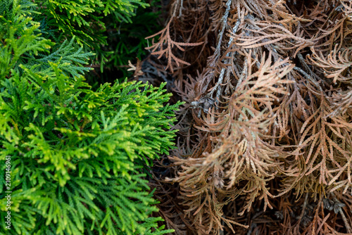 Healthy Green and Dried Thuja Foliage Comparison