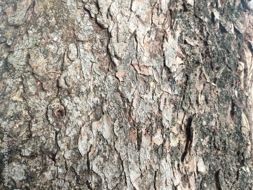 Weathered Tree Bark Surface Texture