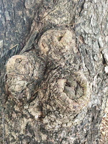 Tree Knot Bark Closeup Texture