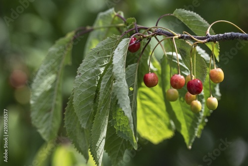 Cherry tree with cherries (Prunus avium), Schleswig-Holstein, Germany