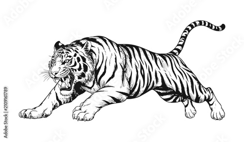 Canvas Print Tiger running black and white vector illustration, wild big cat, sprinting tiger