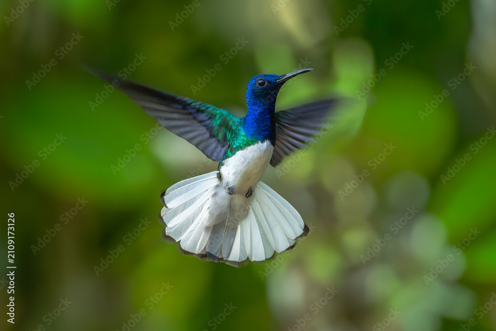 Fototapeta premium Florisuga mellivora White-necked jacobin Kolibřík bělokrký, Best Humminbird from Ecuador in the flight, wildlife from tropic jungle. Wildlife scene from nature. Hummingbird with flower, in flight.