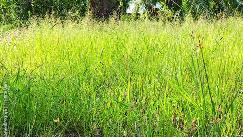 Lush Green Meadow in Sunlight: A vibrant, sun-drenched meadow filled with tall, green grass and delicate wildflowers under a clear sky, evoking a sense of peace and natural beauty.