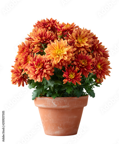Vibrant Red Chrysanthemum and Dahlia Flowers in Decorative Pot Isolated on White Background with Colorful Floral Blossoms and Lush Green Leaves for Botanical Home Decoration Concept