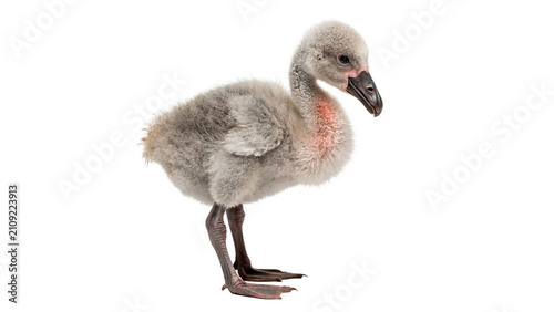 Obraz na plátně Cute small wild grey baby swan cygnet standing isolated on transparent backgroun