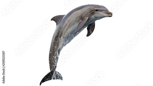 Grey marine dolphin jumping high out of water isolated on transparent background