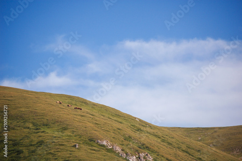 Bild auf Leinwand Grazing horses on a green hill under a clear blue sky