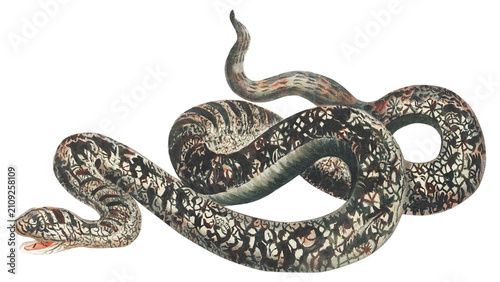 Snake png sticker wild animal illustration