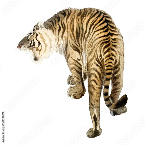 Roaring tiger