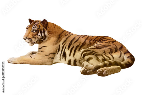 Traditional tiger 
