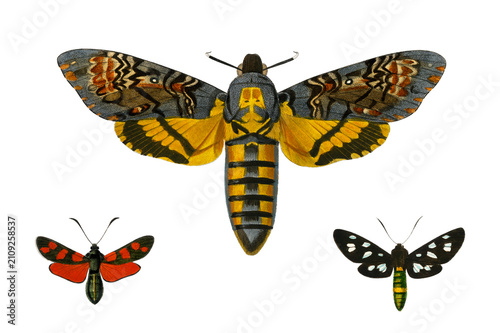 Vintage butterflies