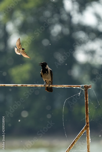 Hooded Crow kicked out by a Barn Swallow on Danube Delta, Tulcea, Romania