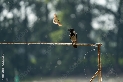 Hooded Crow kicked out by a Barn Swallow on Danube Delta, Tulcea, Romania