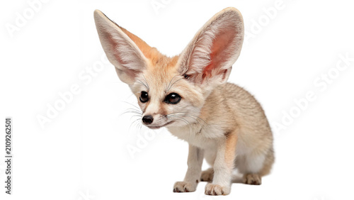 Fotografie Cute wild small fennec fox sitting down alertly isolated on transparent backgrou
